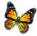 patchedbtrfly
